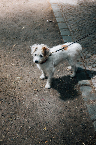 Very Vintage Leash - 6ft