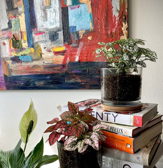 Decorative Houseplant Kits