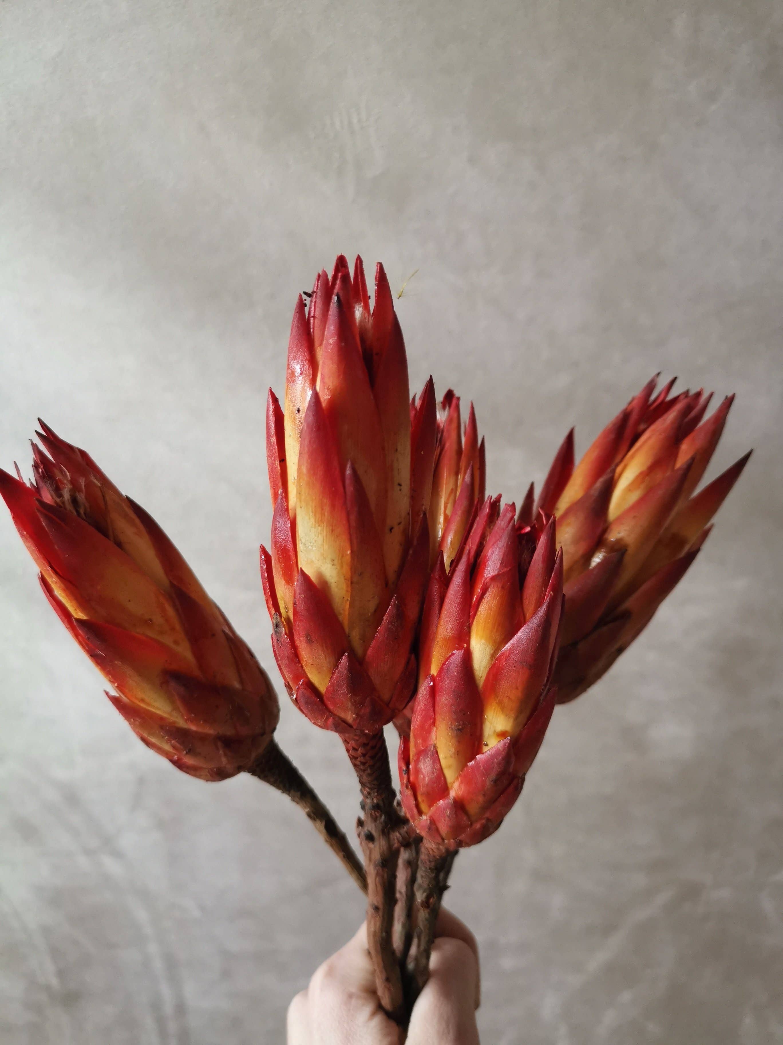 Multicolored Dried Protea Stems